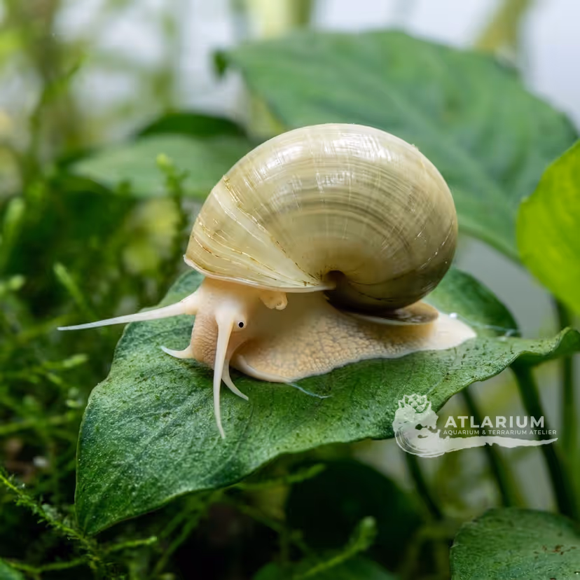 Caracol puerta tailandes
