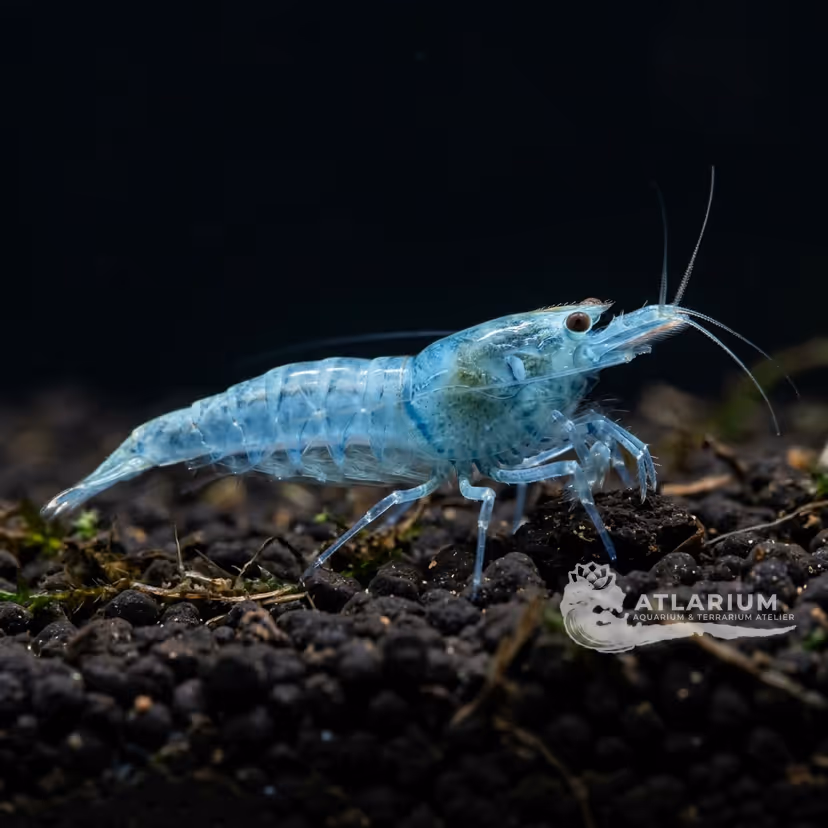 Gamberetto Blue Pearl