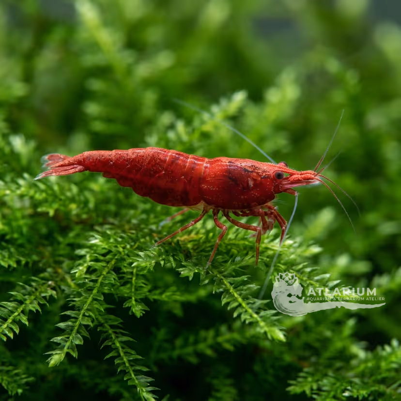 Gamberetto Cherry Red