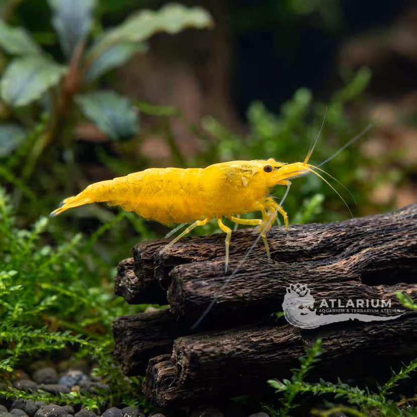 Gamberetto Yellow Fire