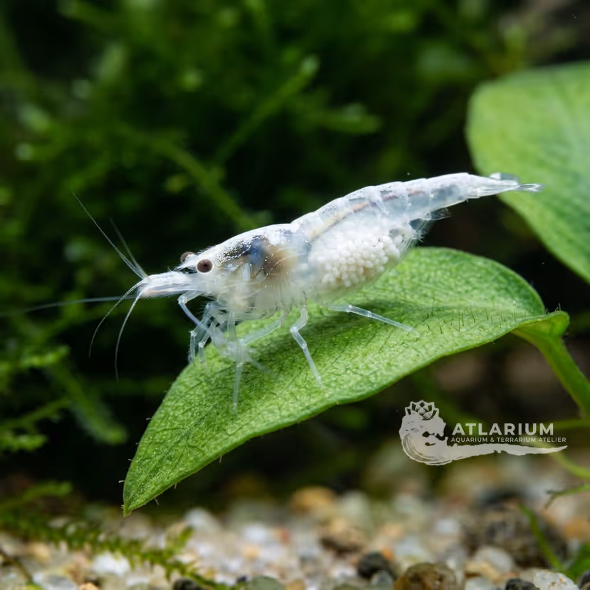 Gamberetto White Pearl