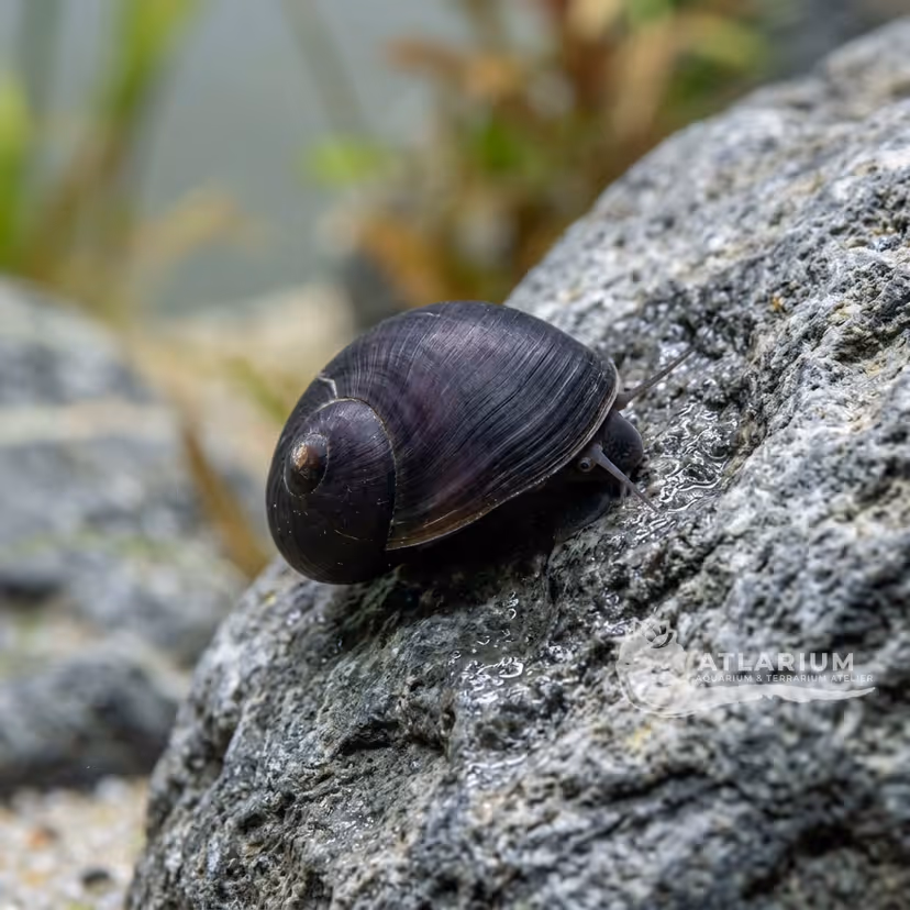 Lumaca nerite viola