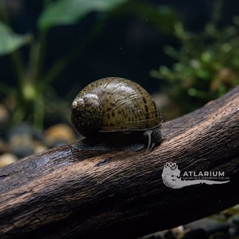 Lumaca nerite labiosa