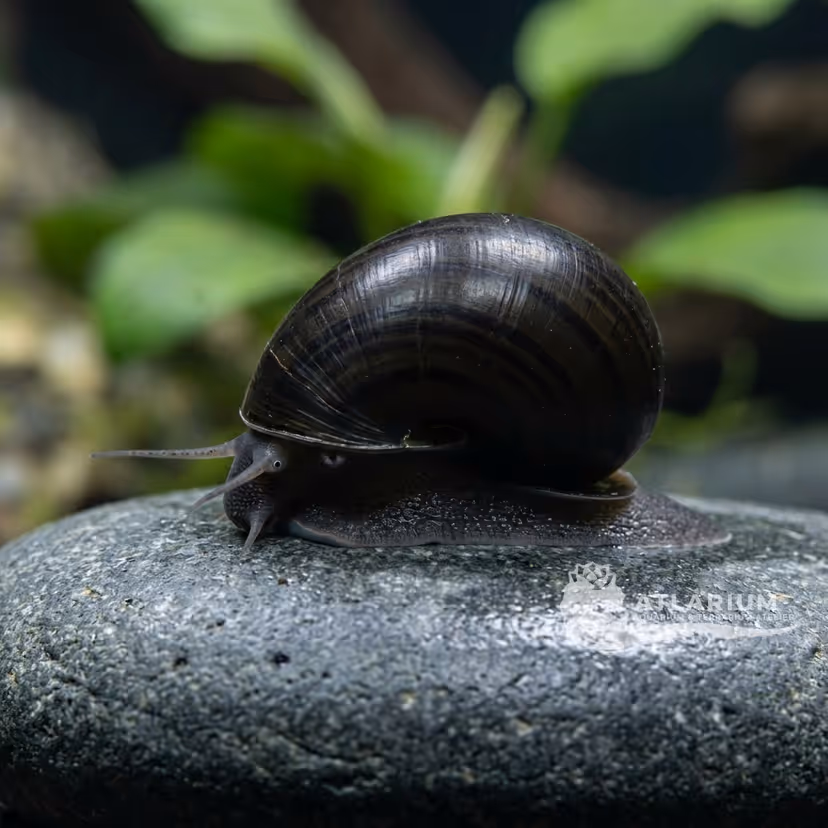 Lumaca casco nero