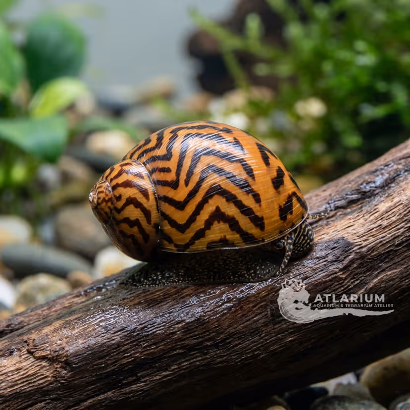 Lumaca nerite tigre