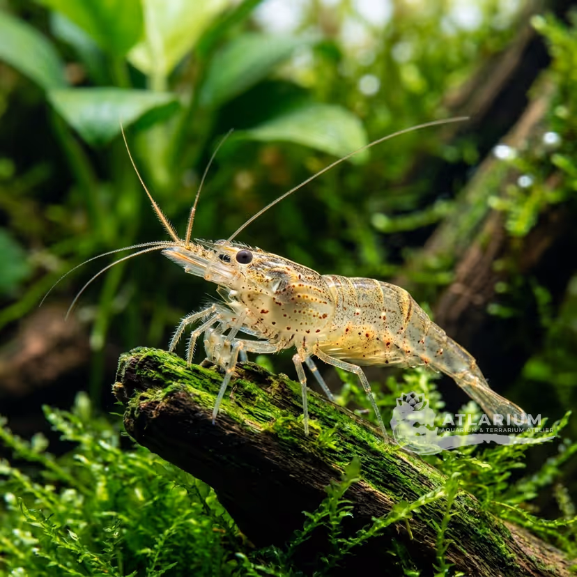 Daggerblade Grass Shrimp