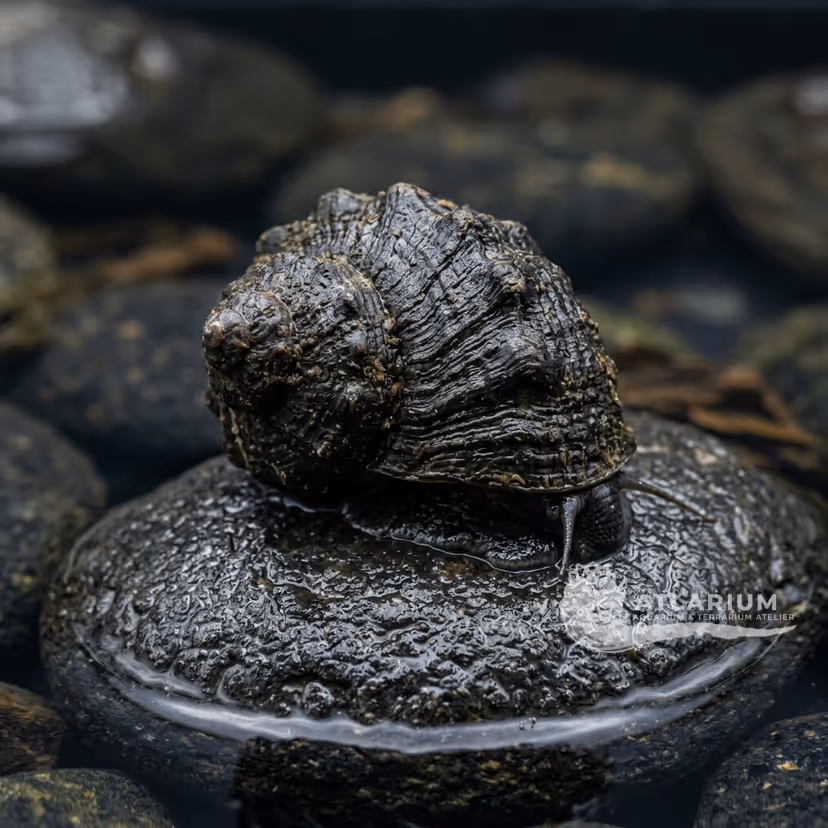 Caracol de roca