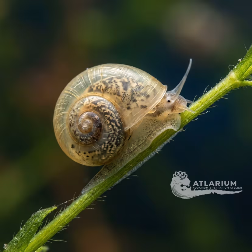 Bladder snail