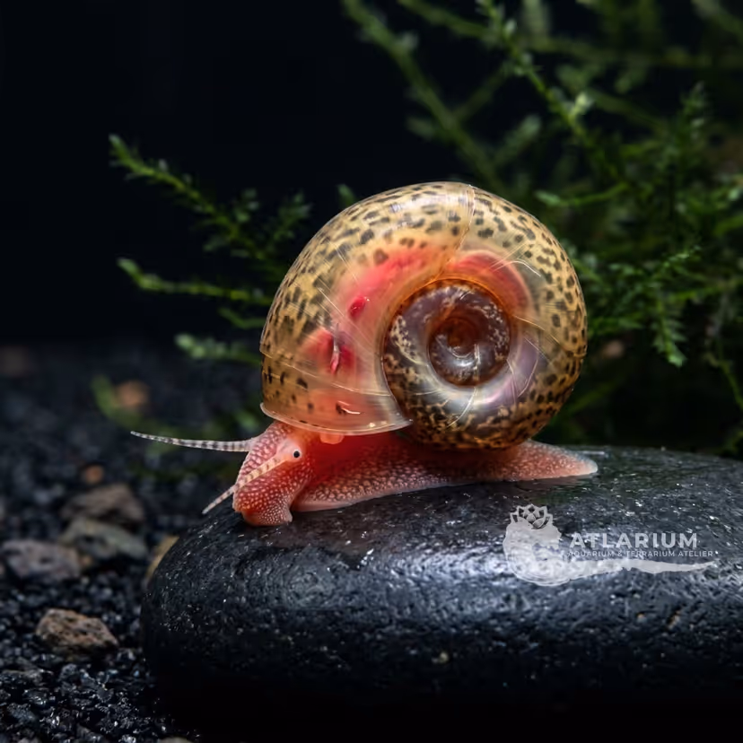 Ramshorn Snail