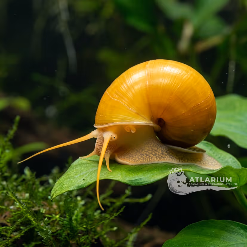 Lumaca Mystery (Mystery Snail)