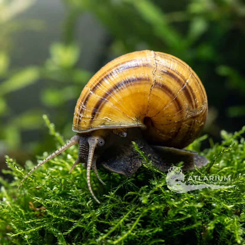 Channelled apple snail