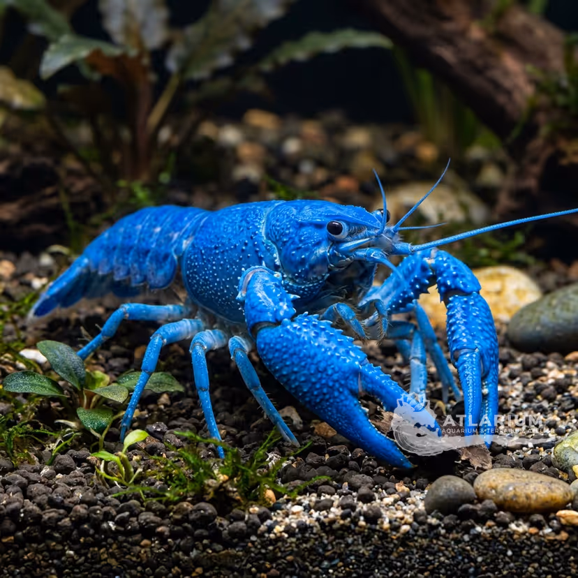 Cangrejo Azul Eléctrico