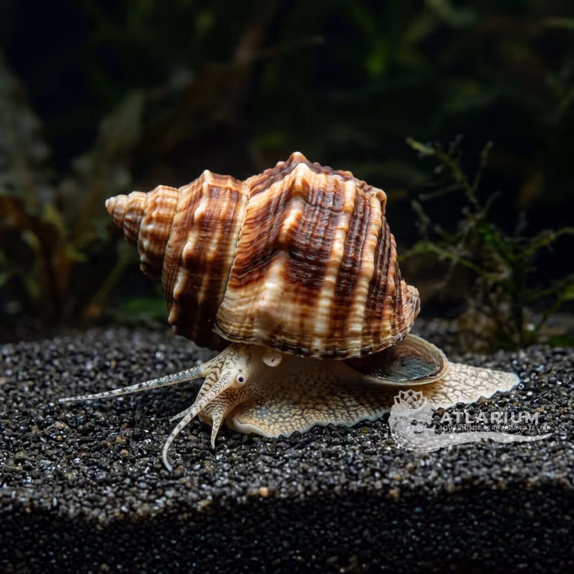 Caracol piano