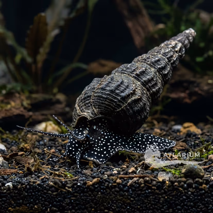 Caracol conejo patriarchal