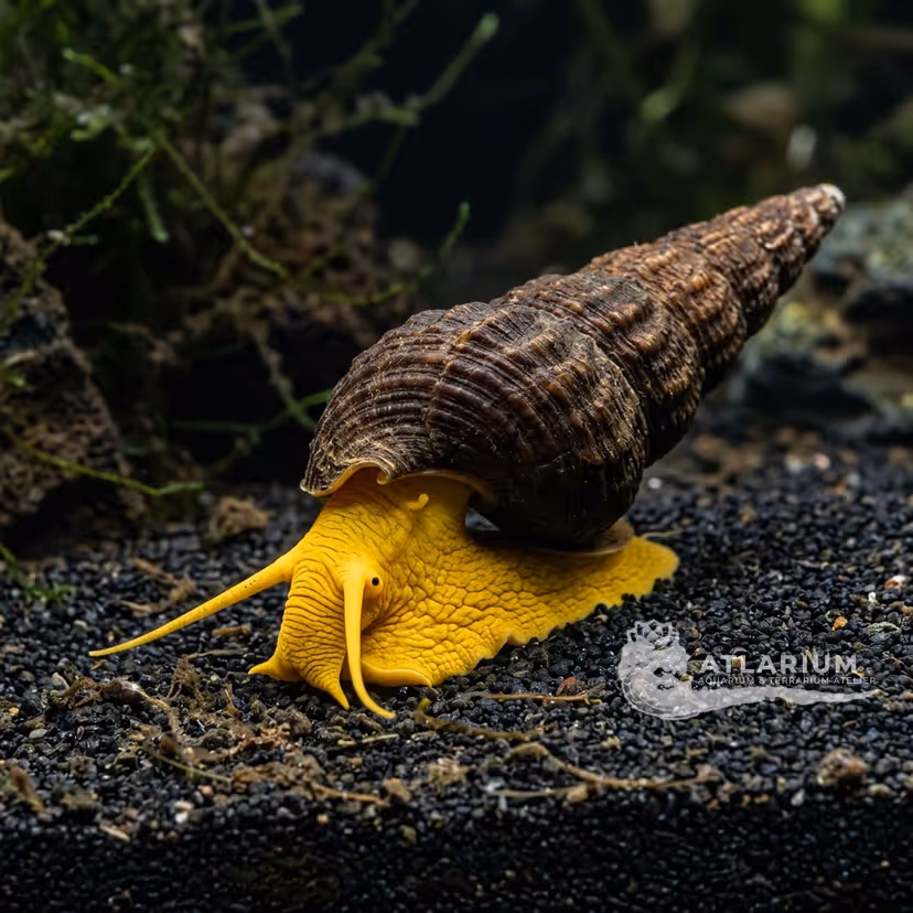 Caracol conejo Towuti