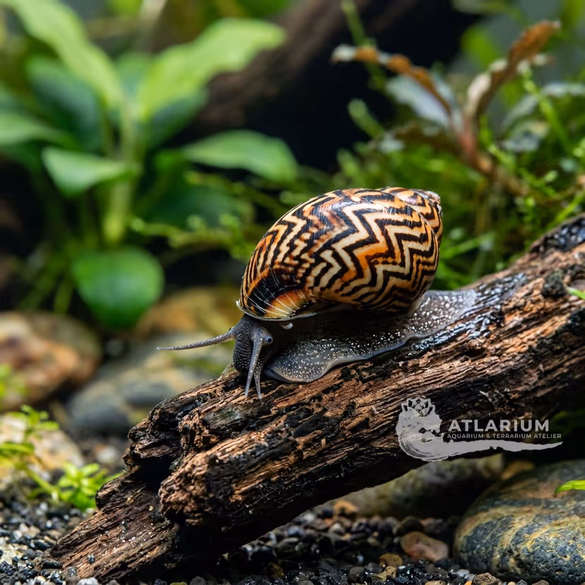 Neritina zebrata