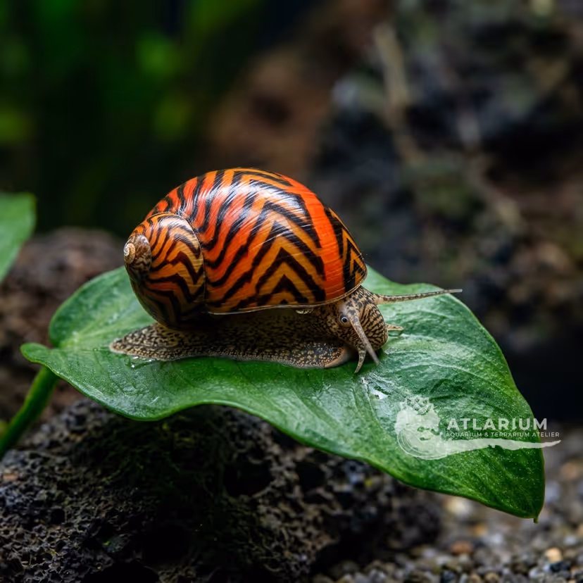 Lumaca nerite red racer