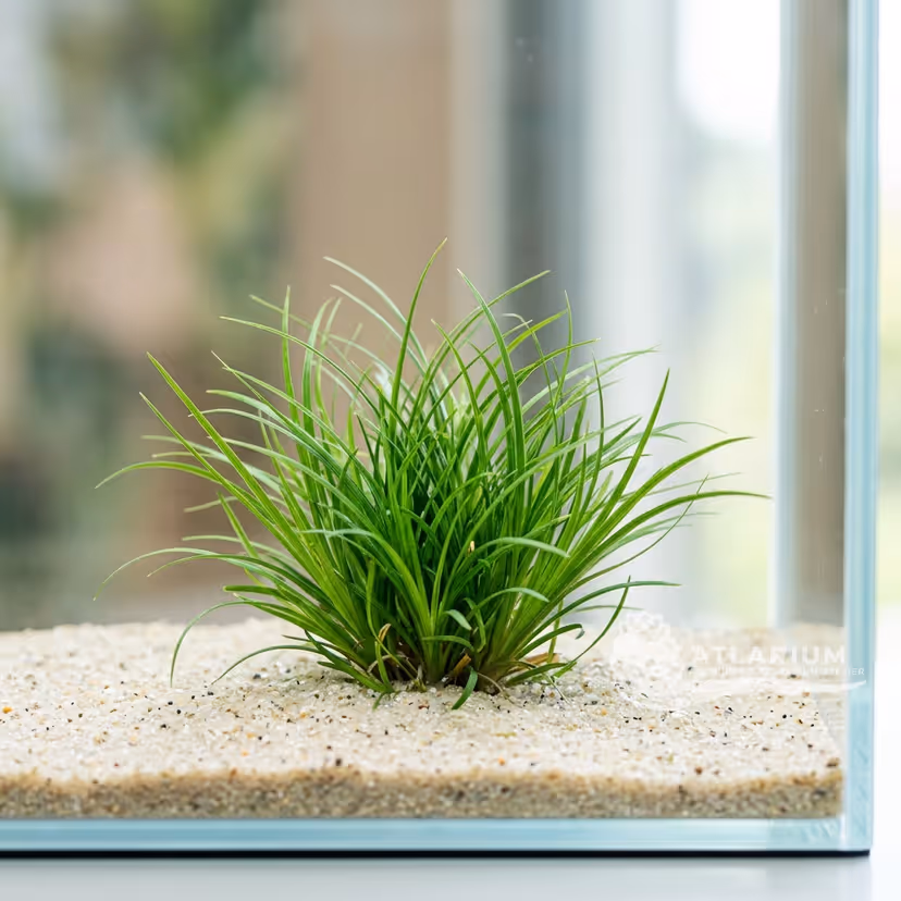 Acorus gramineus 'Pusillus'