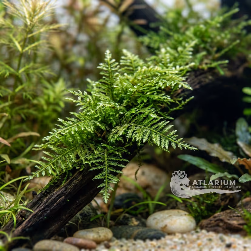 Amblystegium riparium