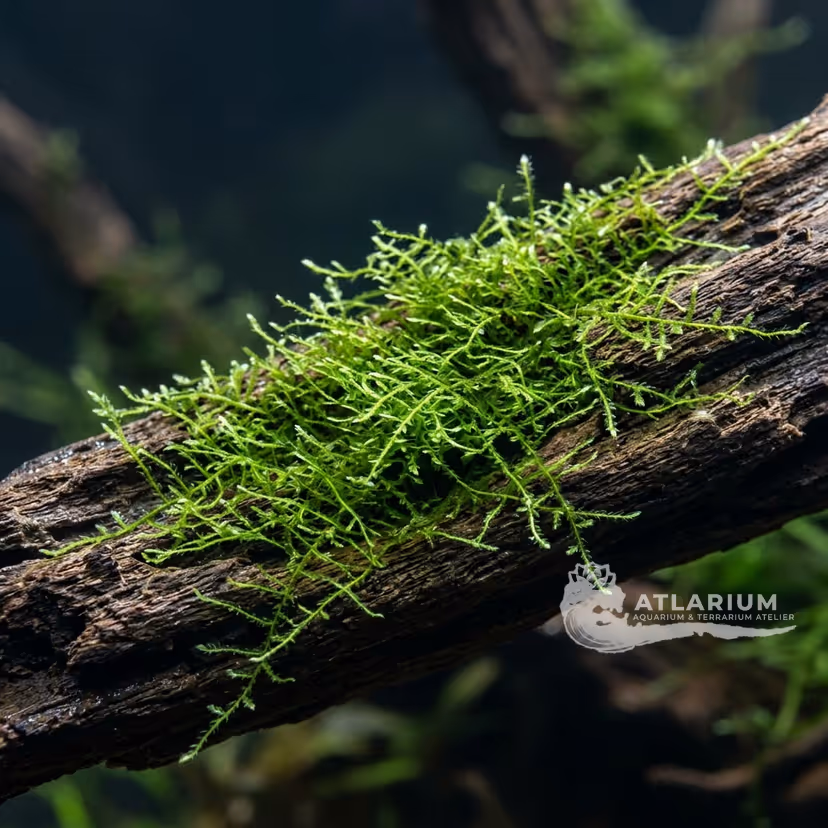 Amblystegium serpens
