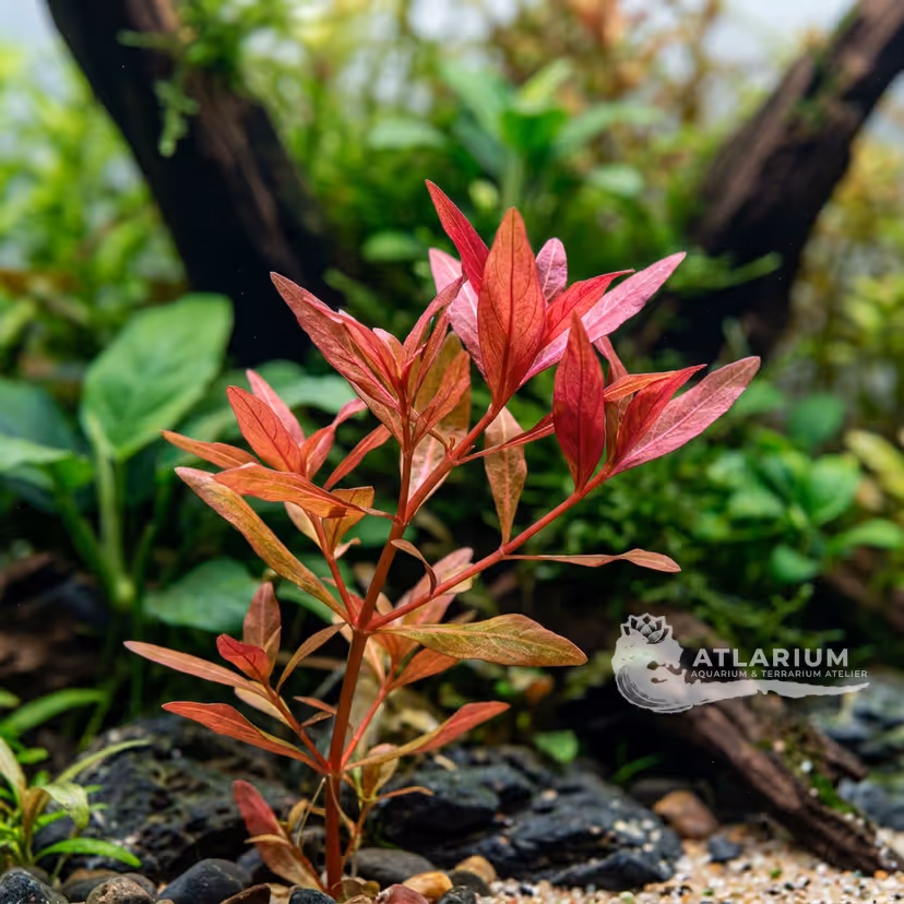 Ammannia crassicaulis