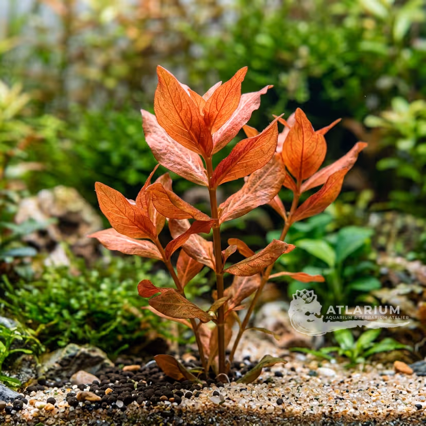 Ammannia senegalesa
