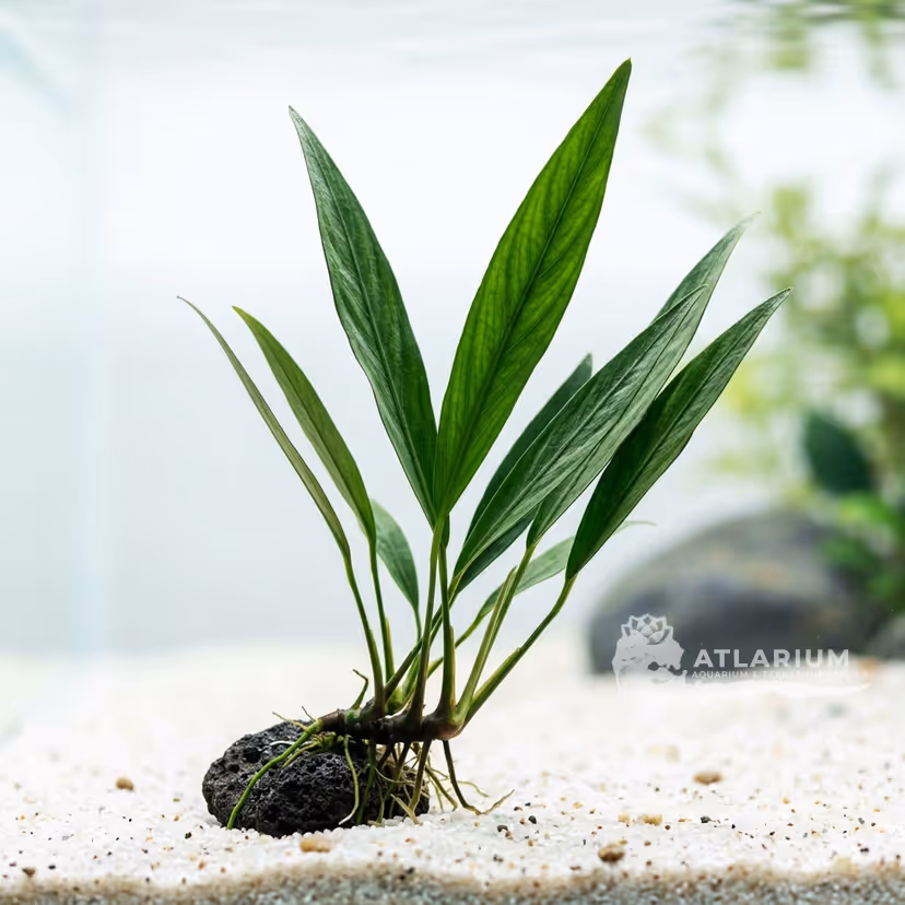 Anubias afzelii