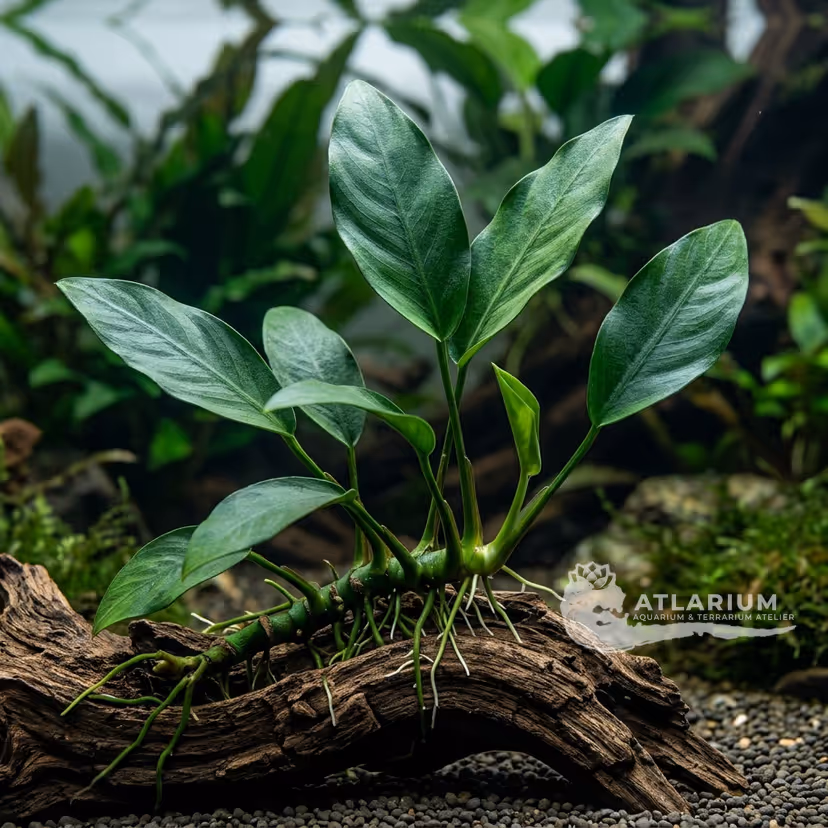 Anubias
