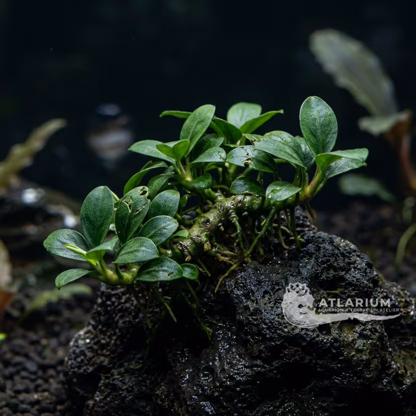 Anubias barteri var. nana