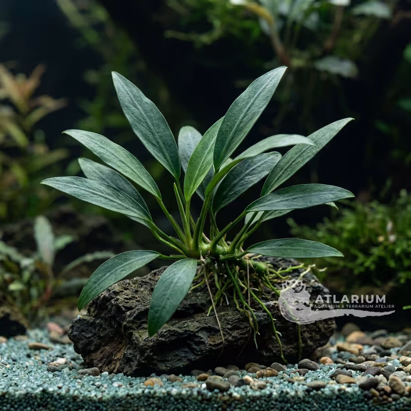 Anubias barteri var. angustifolia