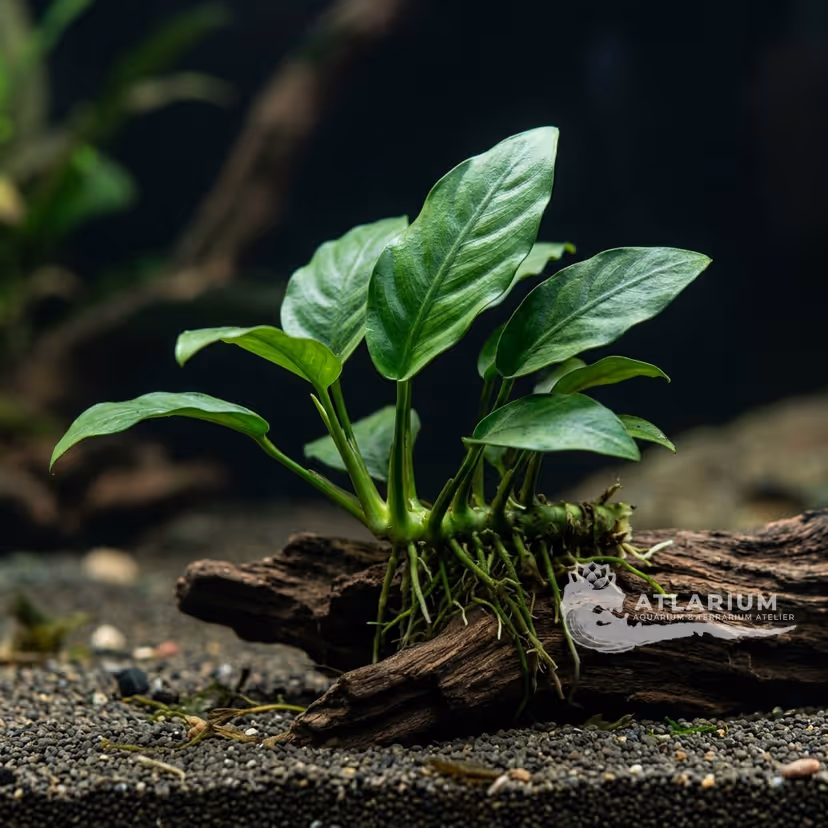 Anubias barteri var. barteri