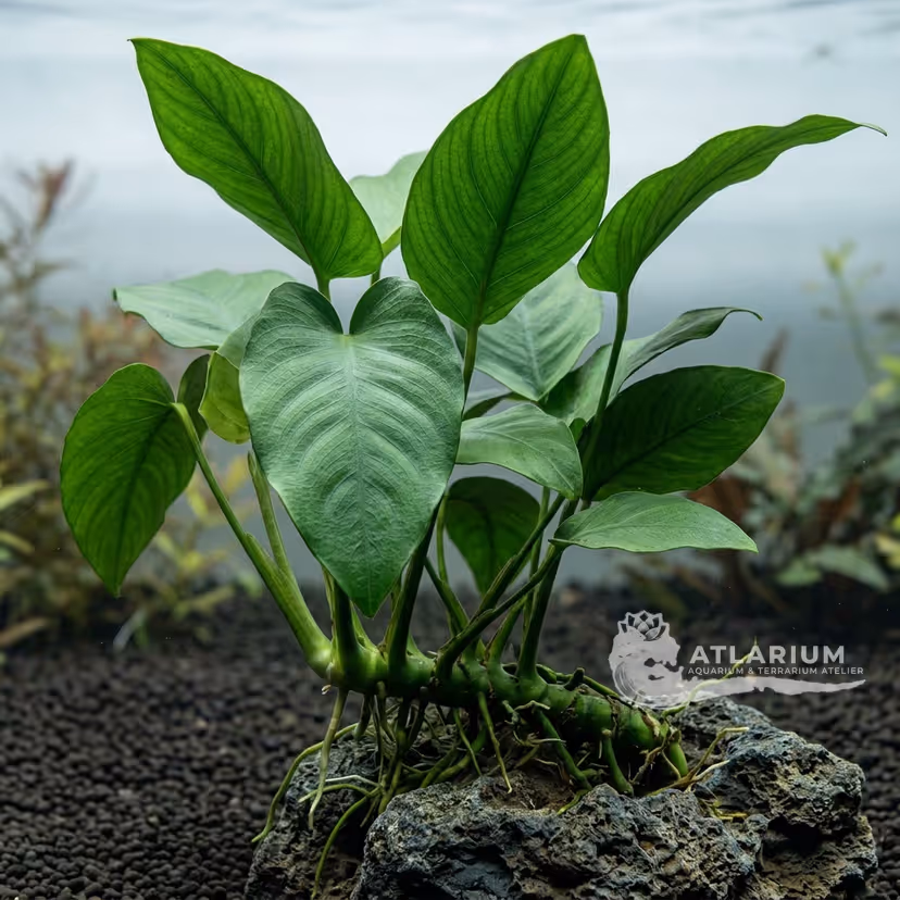 Anubias barteri var. caladiifolia