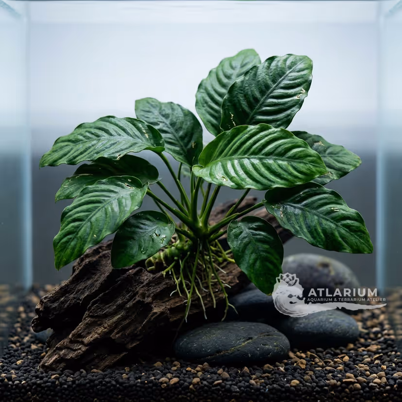 Anubias barteri var. coffeifolia