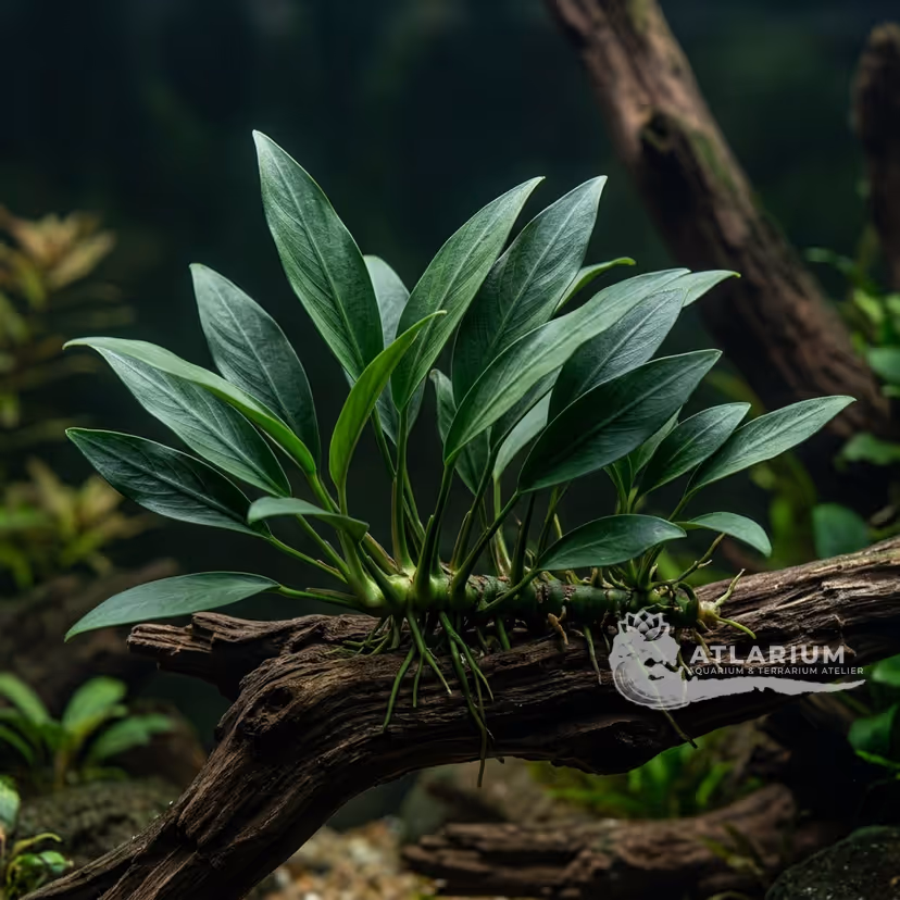 Anubias barteri var. glabra