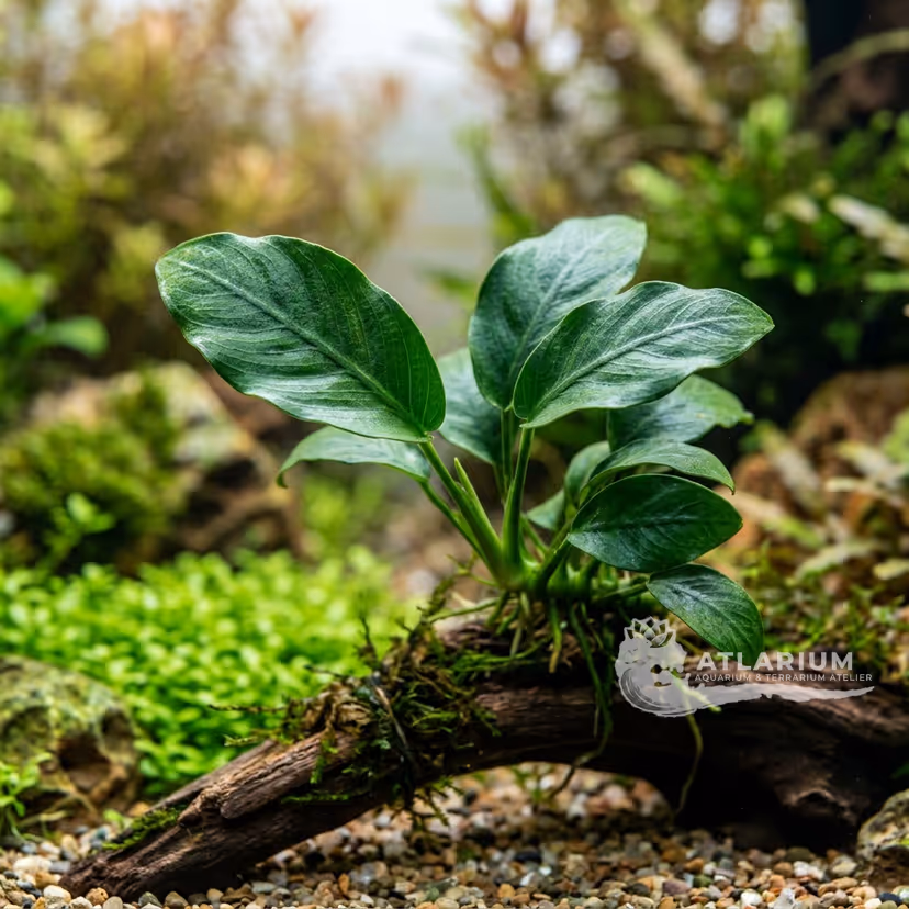 Anubias barteri var. nana