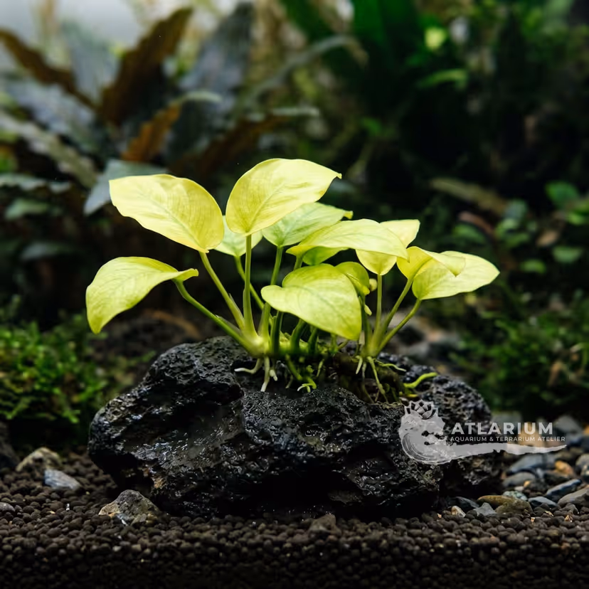 Anubias barteri var. nana 'Golden Heart'