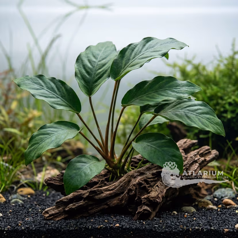 Anubias gilletii