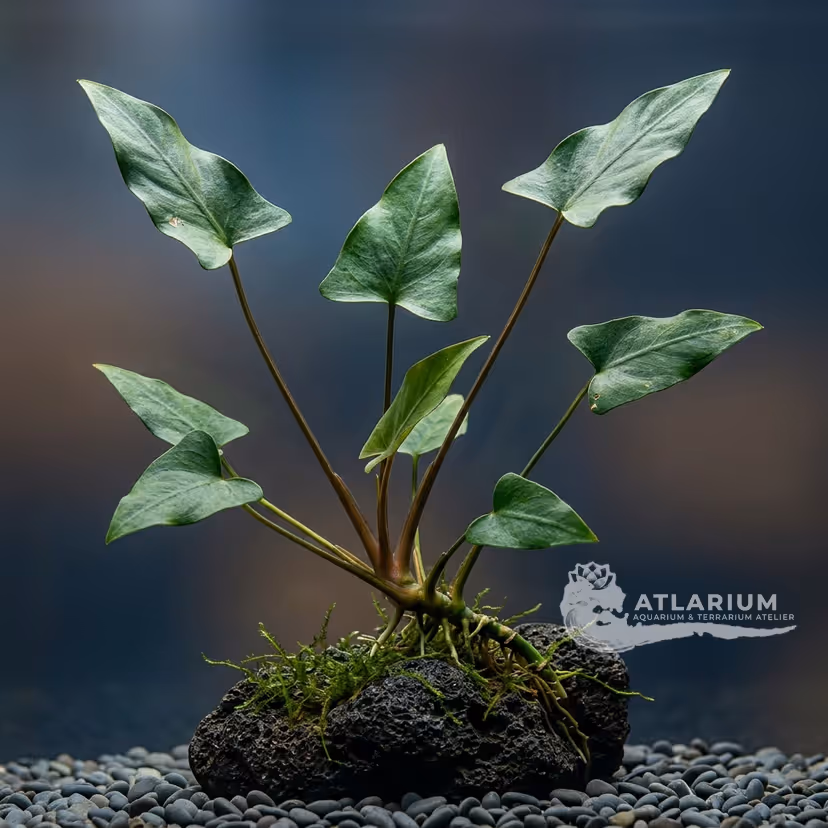 Anubias gracilis