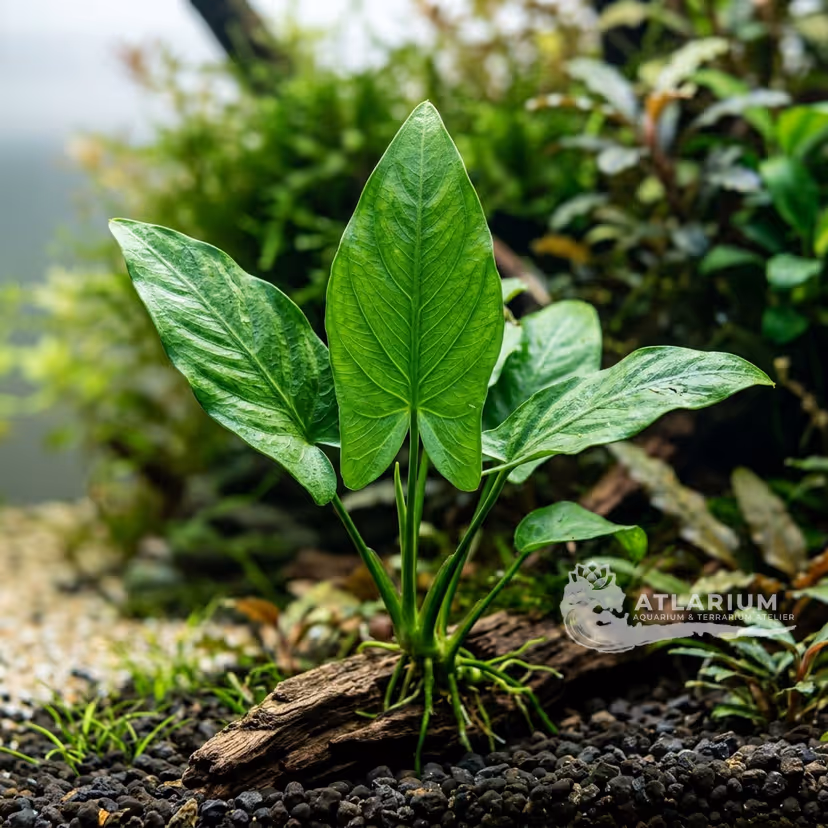 Anubias hastifolia
