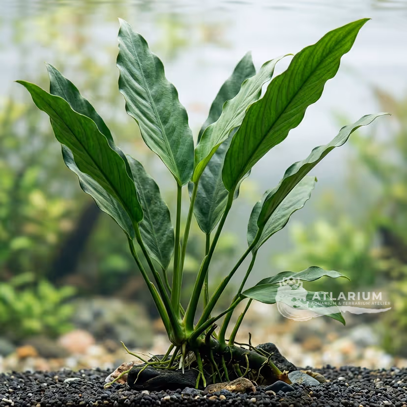 Anubias heterophylla