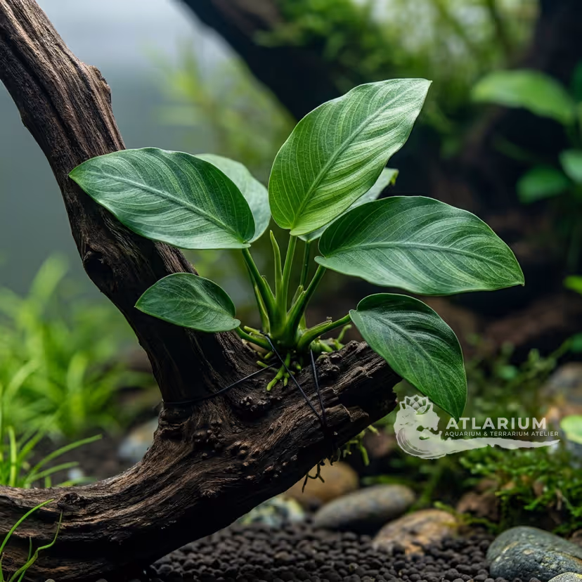 Anubias "nangi"
