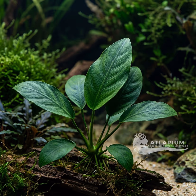 Anubias di Pynaert