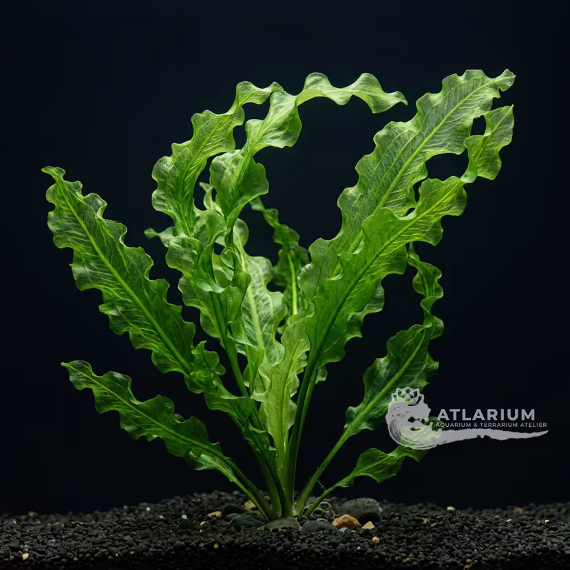 Aponogeton crispus
