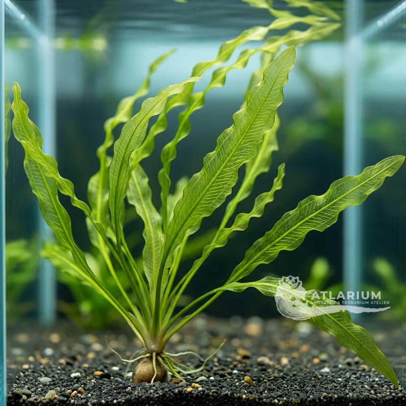 Aponogeton eggersii