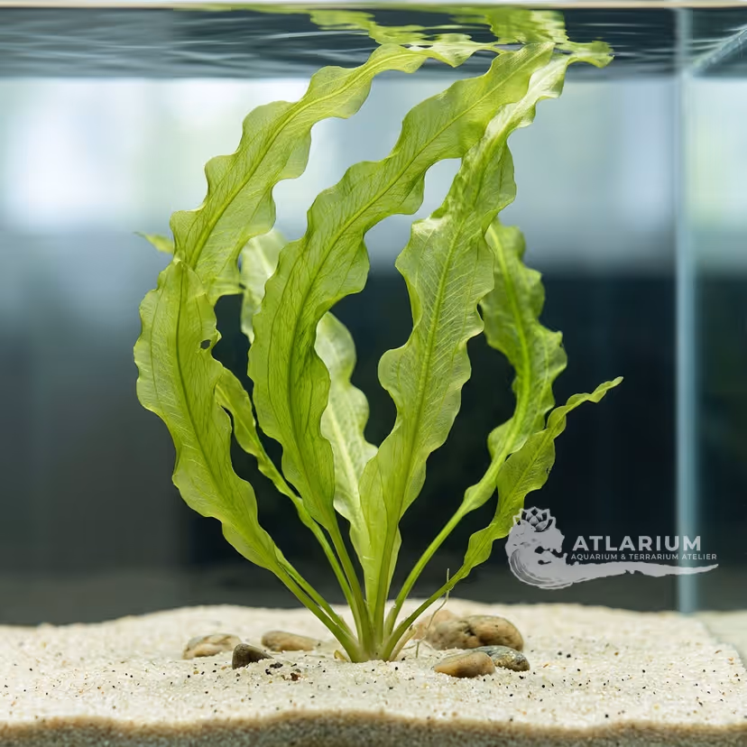 Aponogeton 'Lanka'