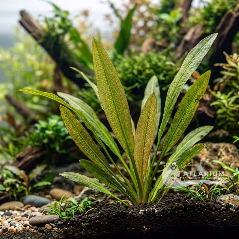 Aponogeton rigidifolius