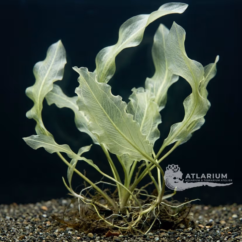 Aponogeton robinsonii