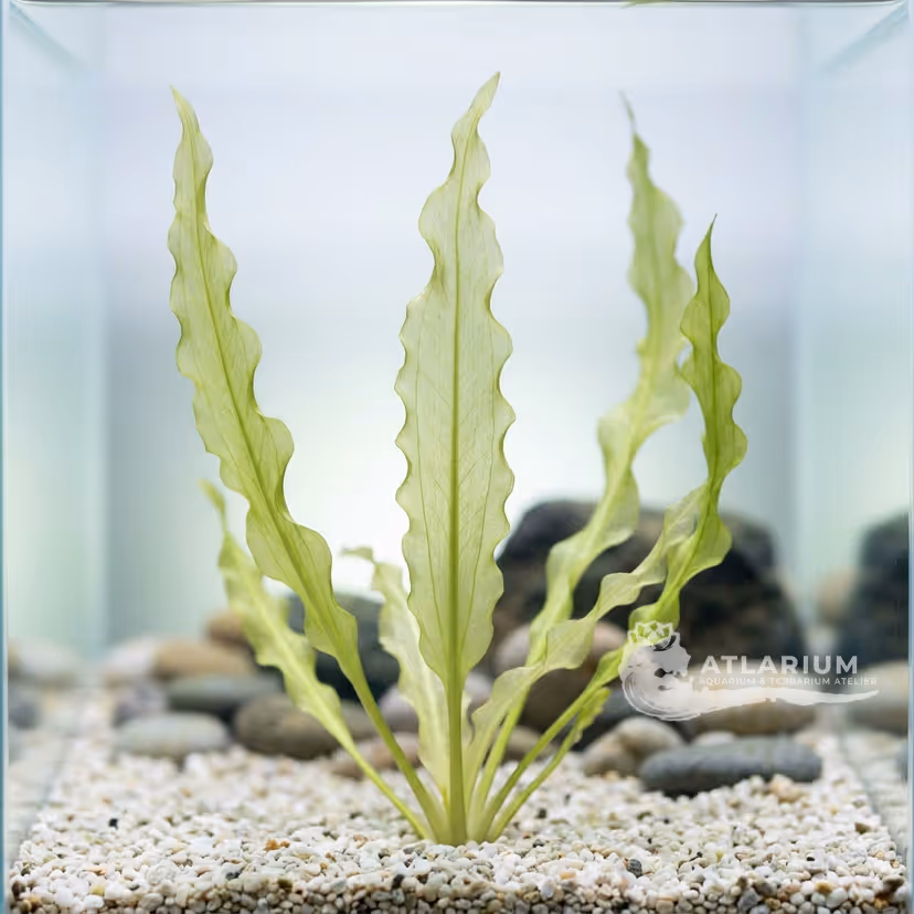 Aponogeton undulatus