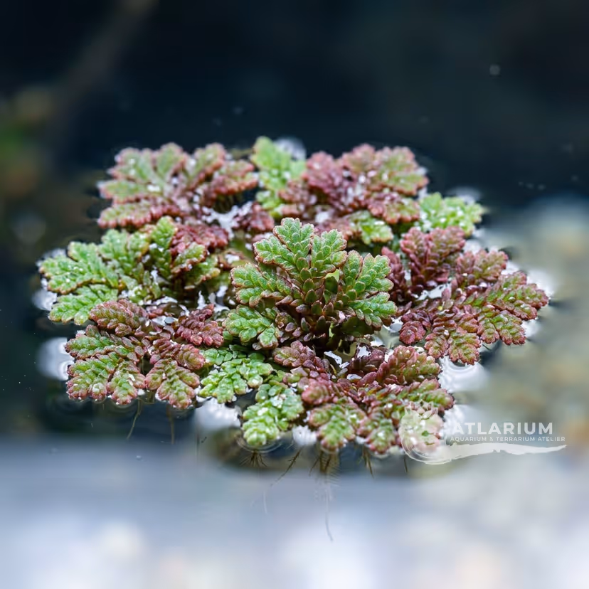 Azolla cristata