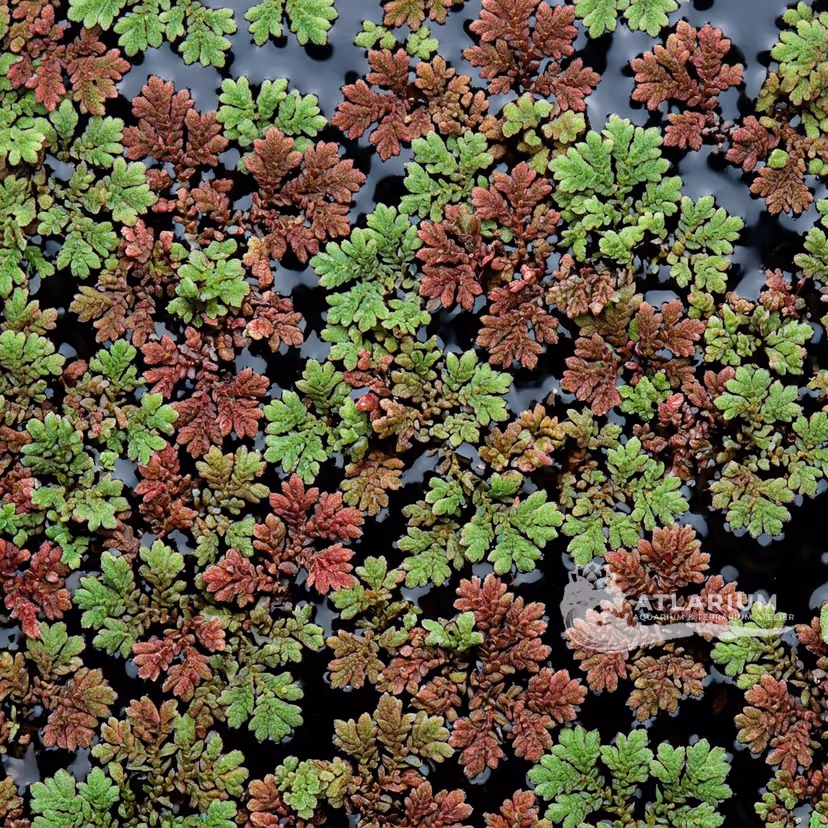 Azolla filiculoides